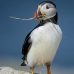 puffin_atlantic_msi_v_1558_can1179.jpg